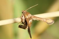 Microsphecia tineiformis