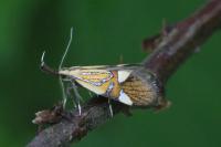 Alabonia geoffrella