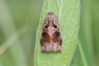 Archips crataegana