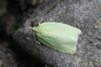 Tortrix viridana