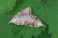 Aleimma loeflingiana