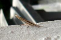 Ypsolopha mucronella