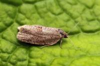 Syndemis musculana