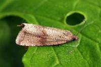 Celypha striana