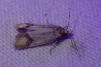 Agapeta zoegana