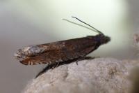 Ancylis uncella