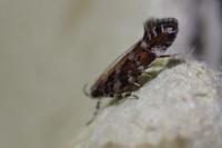 Aristotelia ericinella