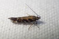 Aristotelia ericinella