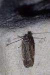 Aroga velocella