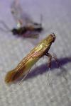Caloptilia