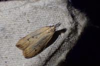 Dichomeris limosella