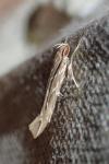 Pyroderces argyrogrammos