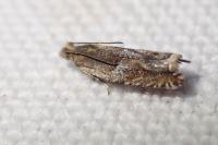 Ancylis uncella