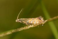 Glyphipterix thrasonella