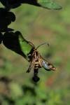 Chamaesphecia empiformis