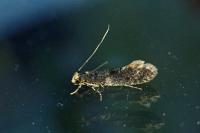 Monopis laevigella