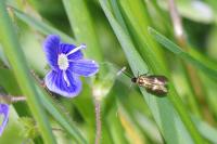 Cauchas fibulella