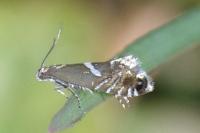 Glyphipterix forsterella