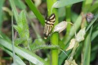 Nemophora ochsenheimerella