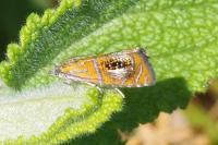 Olethreutes arcuella