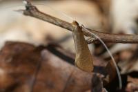 Nematopogon