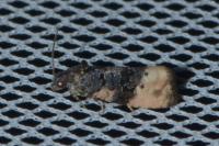 Metendothenia atropunctana