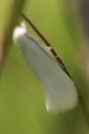 Elachista argentella