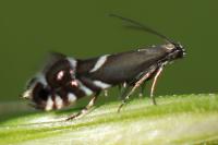 Glyphipterix simpliciella