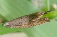 Bactra