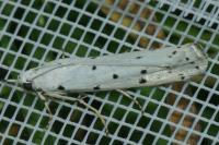 Yponomeuta
