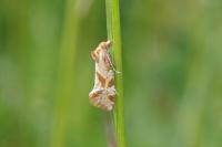 Aethes hartmanniana