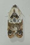 Acleris variegana