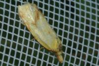 Agapeta hamana
