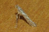 Caloptilia cuculipennella