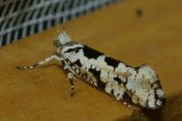 Ypsolopha sequella