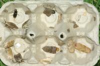 Acleris forsskaleana