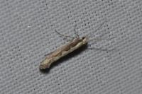 Plutella xylostella