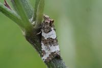 Xerocnephasia rigana