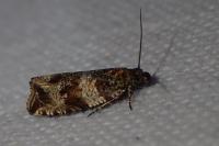 Celypha cespitana