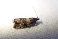 Celypha cespitana