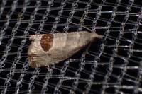 Notocelia uddmanniana