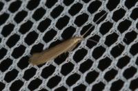 Coleophora