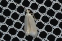 Opostega salaciella
