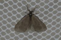 Rebelia plumella surientella