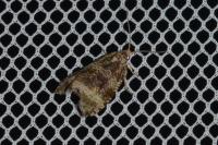 Celypha lacunana