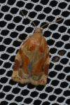 Archips xylosteana