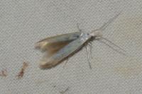 Coleophora