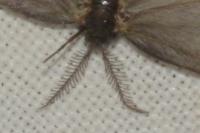 Rebelia plumella surientella