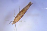Plutella xylostella
