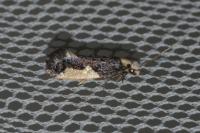 Monopis monachella